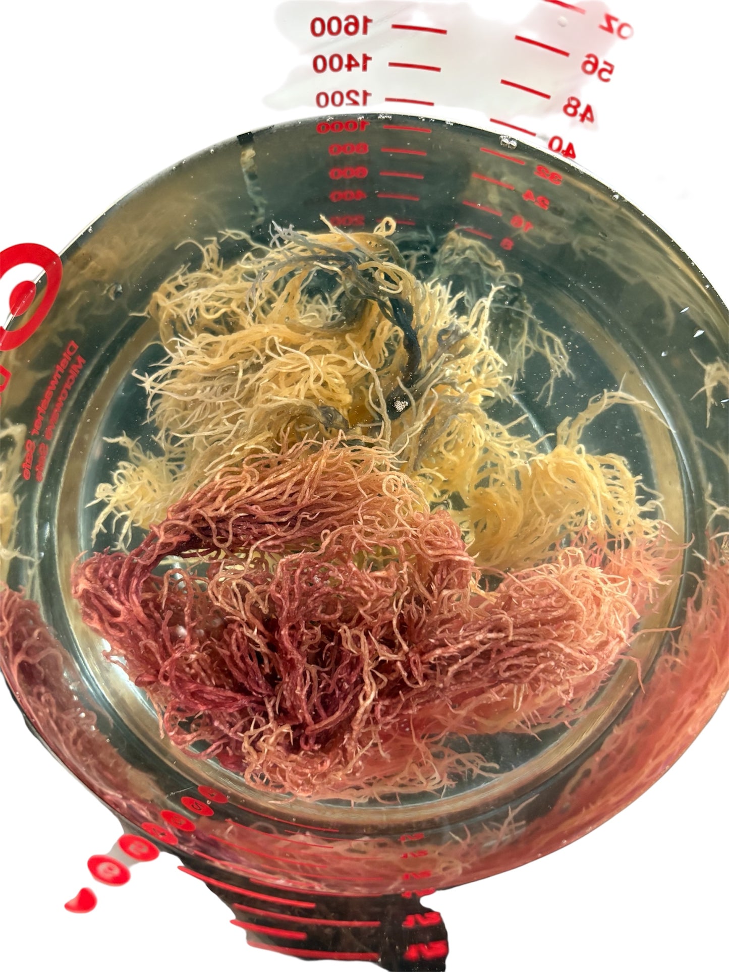 FULL SPECTRUM SEAMOSS 4oz