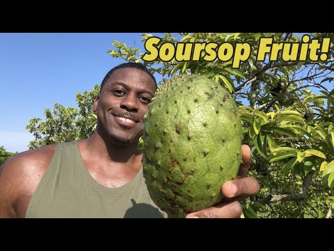 SourSop (Graviola) Leaves 60 Vegetable Capsules
