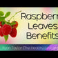 Organic  Raspberry Leaf  20 Bags