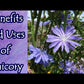 Chicory Root Vegan Capsules